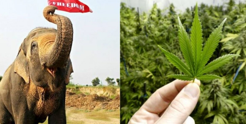 Zoológico polaco dará marihuana a sus elefantes para aliviar el estrés