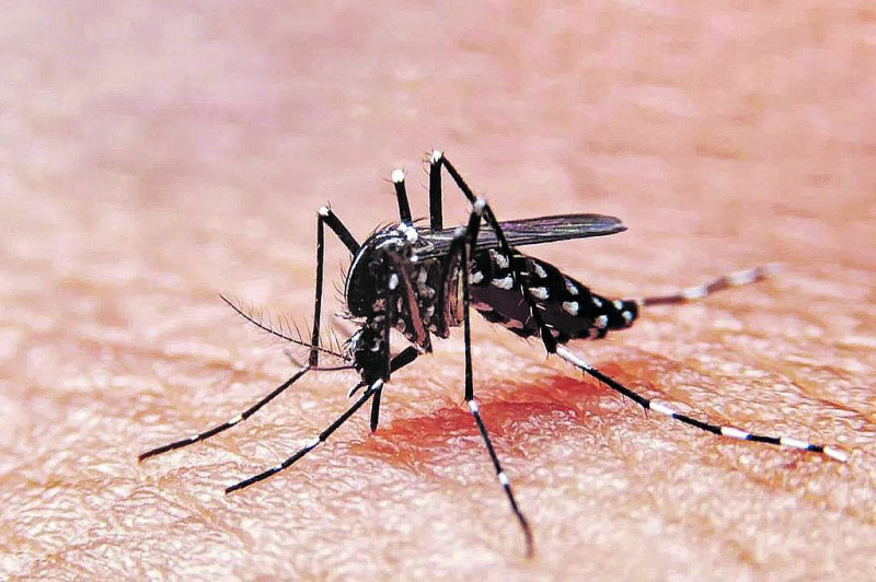 A cuidarse del dengue, limpie su casa
