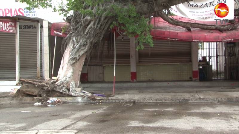 Lluvia derriba árbol y se convierte en riesgo latente en Mazatlán