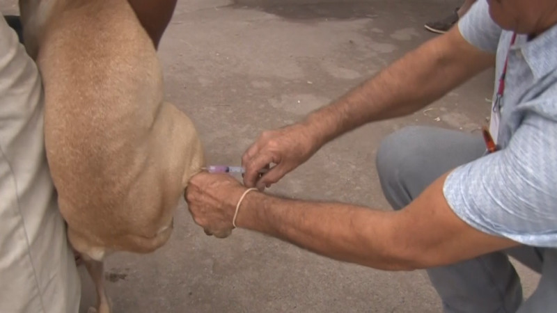 A llevar a vacunar contra la rabia a nuestras mascotas
