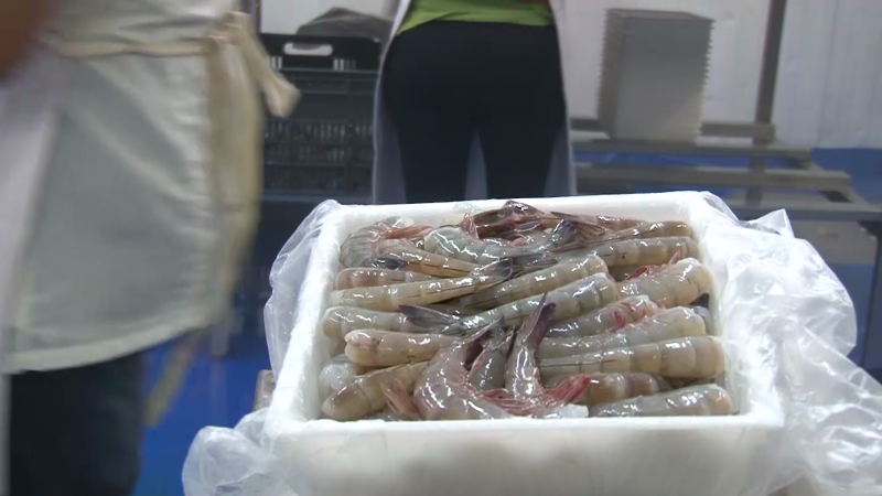 En riesgo exportaciones de camarón sinaloense