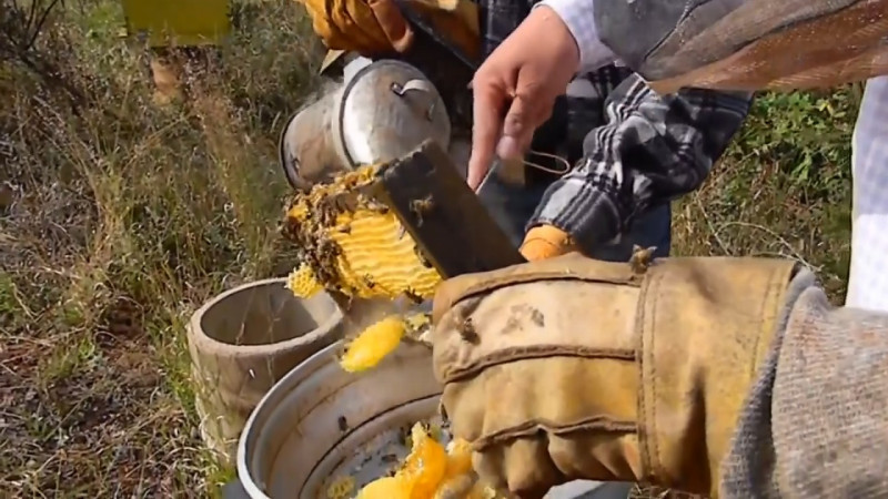 Por temor a embargo, negocian apicultores miel a precio bajo