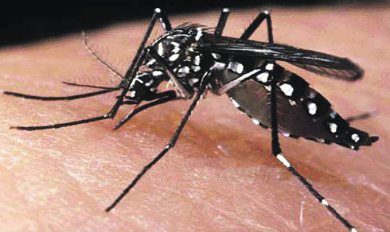 Aplica la SSA medidas anticipatorias contra Dengue, Zika y Chikungunya