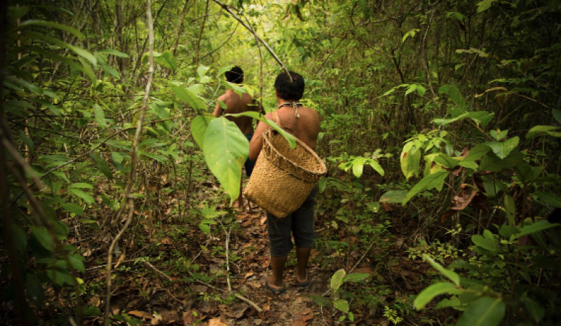 Indígenas de la Amazonía denuncian a Ecuador por desprotección ante la CIDH