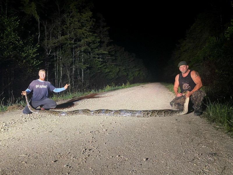 Capturan serpiente pitón de más de 6,1 metros de largo a 50 km de Miami