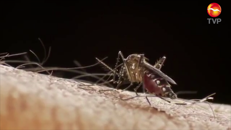 Aumentan casos de Dengue en la región