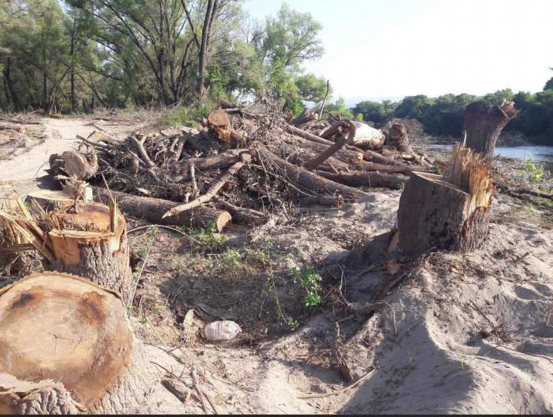 Reprueba UNBIO tala indiscriminada de arboles en las riberas de los ríos