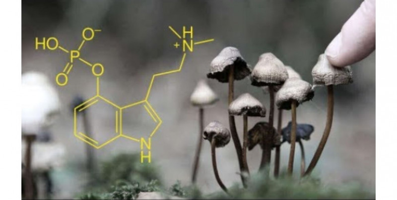 La psilocibina de hongos alucinógenos ayuda a reducir la depresión mayor en poco tiempo: U. Johns Hopkins