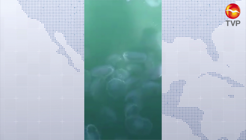 Hay presencia de medusas luna en Mazatlán