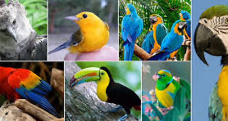 Publican el mayor catálogo genético de aves, un retrato de su gran diversidad