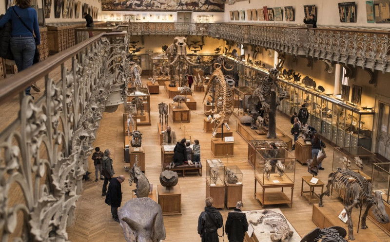 El Museo de París pide donativos para restaurar un esqueleto de mamut