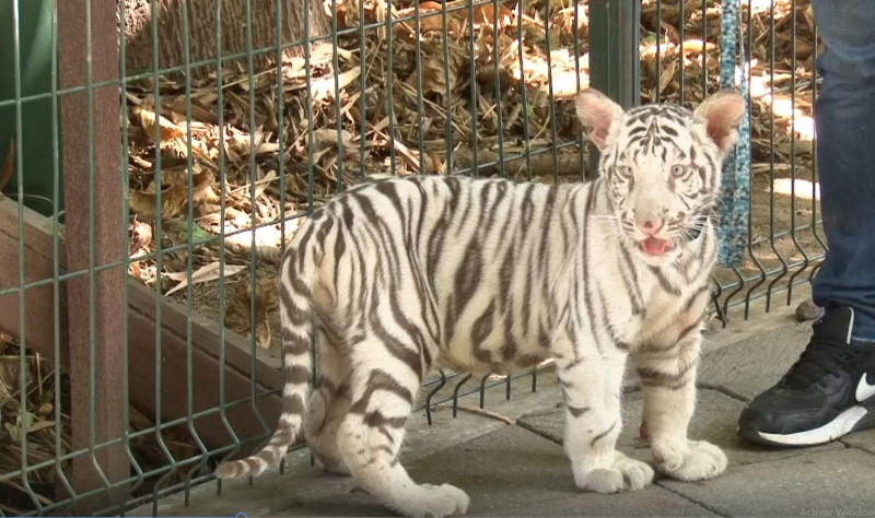 El tigre bebé que no tiene nombre