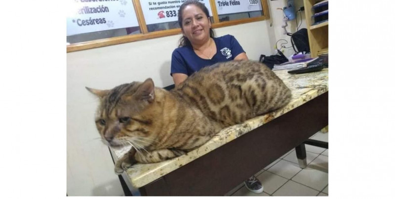 Creyeron haber rescatado un leopardo, pero resultó ser un gato gigante