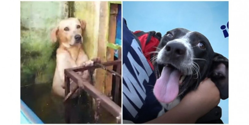 Estos son los nombres oficiales de los perritos que adoptó la SEMAR en las inundaciones de Tabasco