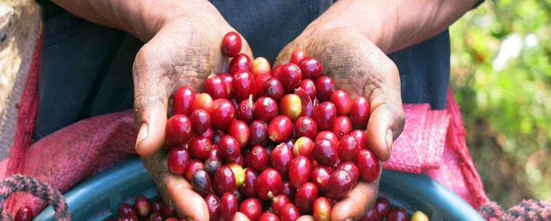 La producción de café de Colombia cae un 4 % en noviembre