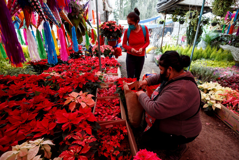Flor de Nochebuena no abandona los hogares  en la Navidad del virus
