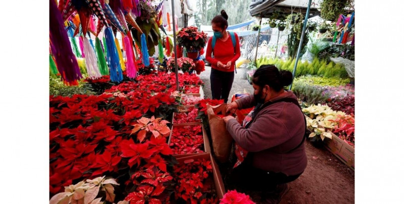 La flor de Nochebuena está lista para pintar de rojo esta atípica navidad |  Mexico | Noticias | TVP 