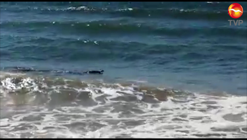 Salen de paseo hasta Cocodrilos en Mazatlán