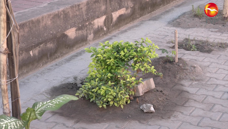 Siembran plantas en unos baches de calle del Centro