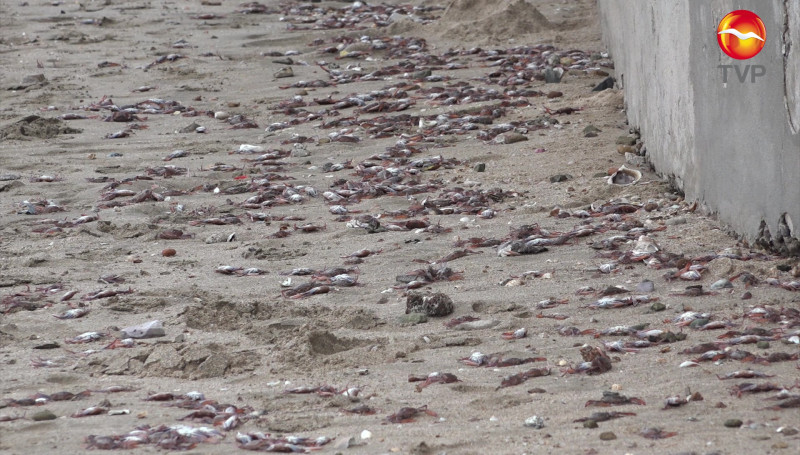 Aparecen cientos de jaibas muertas en Playa Norte
