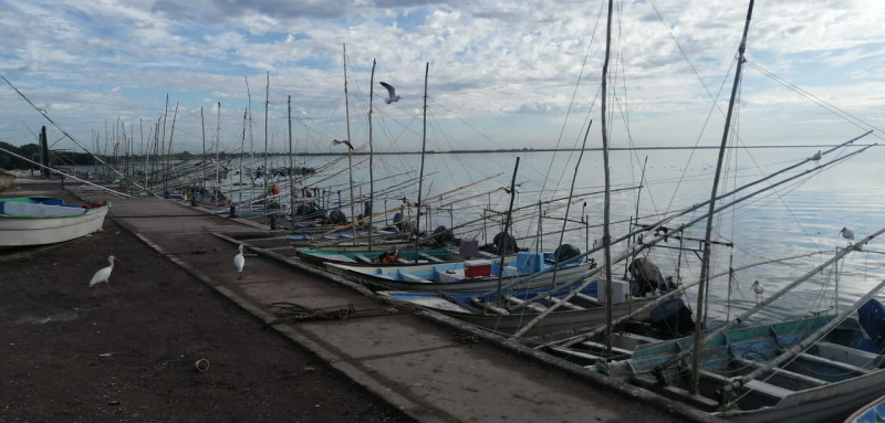 Actividad pesquera en el norte de sinaloa a la baja