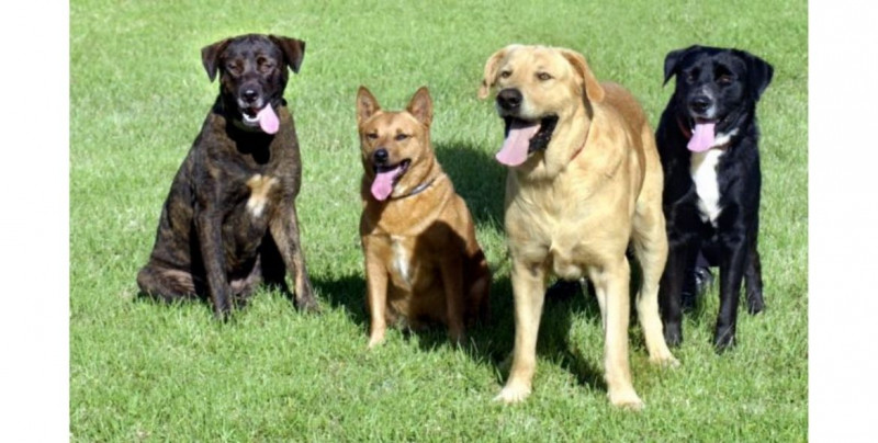 Ya van cinco perros mexicanos que han dado positivo a Covid-19