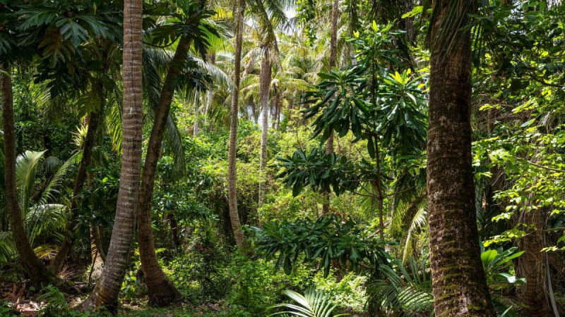 Los árboles tropicales acortan su vida por encima de los 25 grados