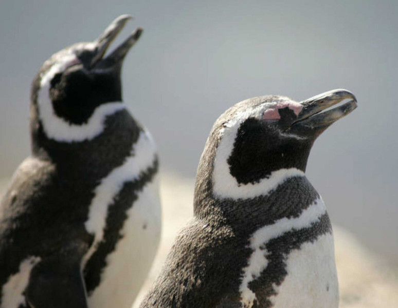 Brasil rescató este año en sus playas 5.597 pingüinos varados
