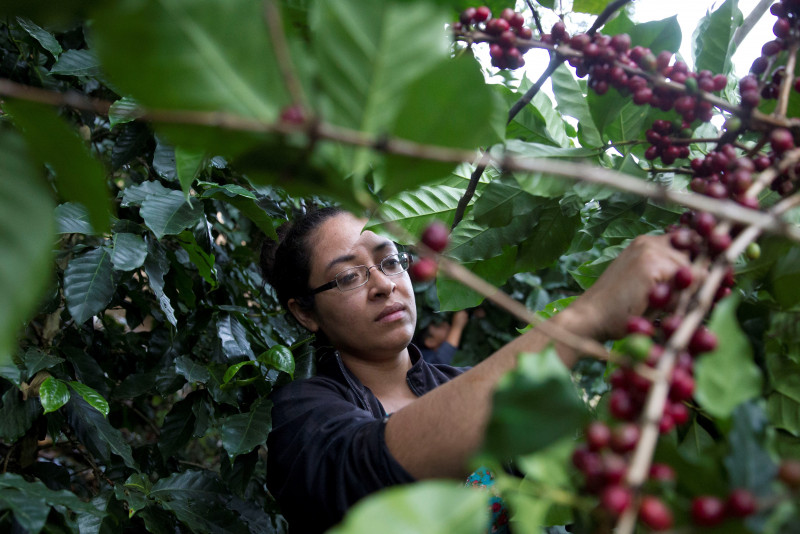 Honduras busca 350.000 personas para recoger café en el período más productivo