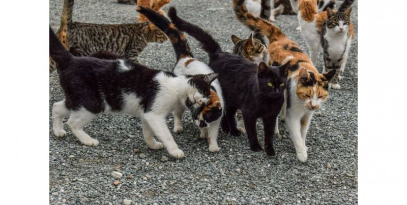 Australia exterminará a millones de gatos por esta razón