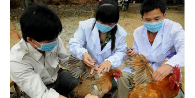 Corea del Sur sacrificará a casi 20 millones de aves de granja por varios brotes de gripe aviar