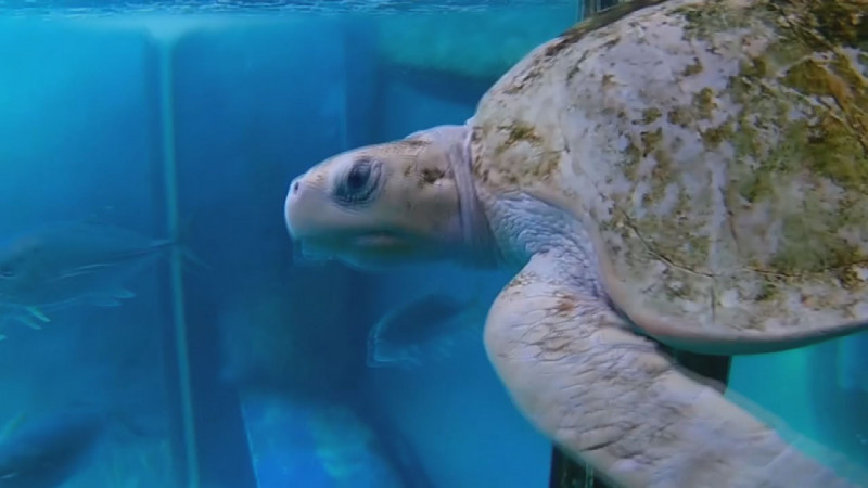 CEAIP emite  apercibimiento al Acuario de Mazatlán