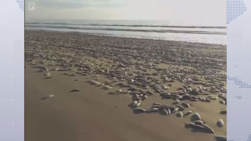 PROFEPA descarta que mortandad de peces en playa Bella Vista sea por contaminación