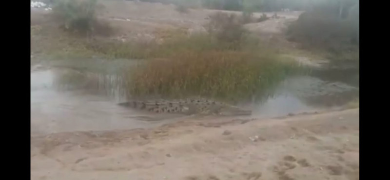 Captan cocodrilo en aguas del Dren Bule, en Ahome