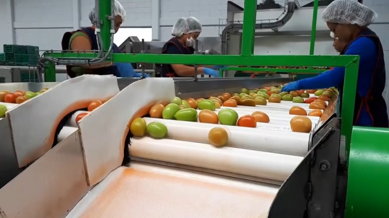Se desploma el precio del tomate ante las nevadas en Estados Unidos