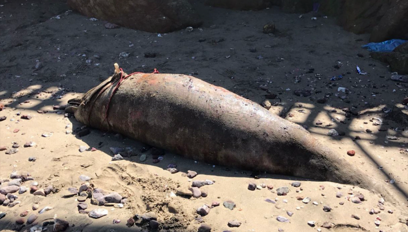 Aparece delfín muerto en Cerritos