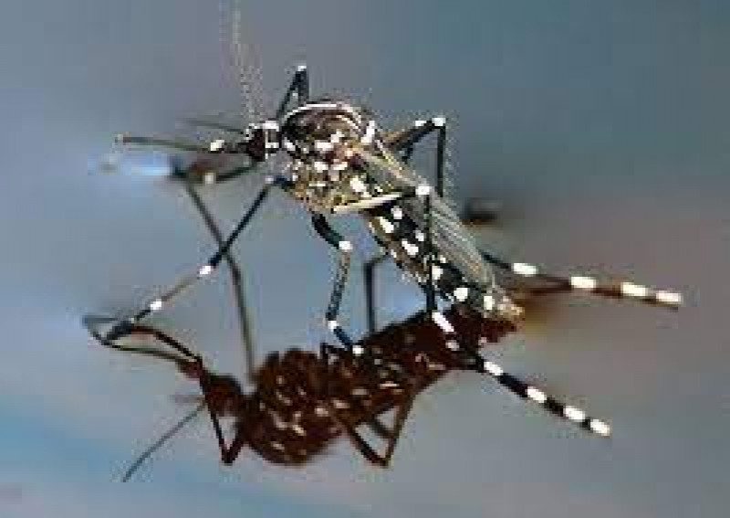 13 casos de dengue en Sinaloa
