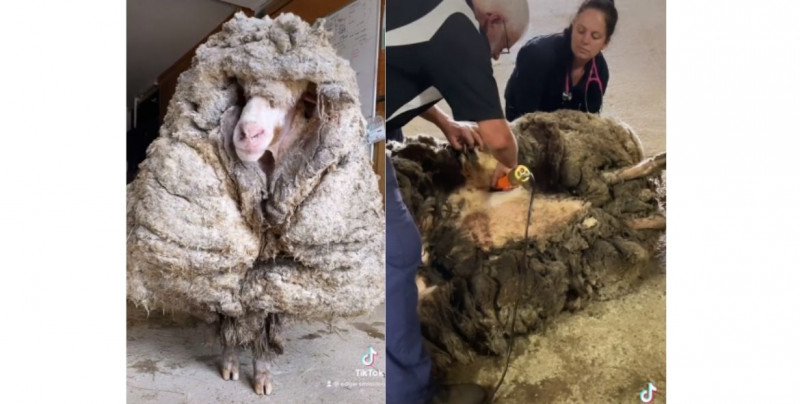 Encuentran oveja perdida al borde de la muerte que tenía 35 kg de lana acumulada