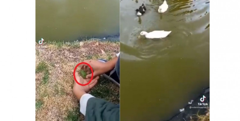 "Chao, rana, bienvenida a tu nuevo hogar": niño libera una ranita y un pato se la devora (video)