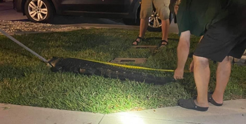 Esta familia regresó a casa y se encontró con un caimán de 2.1 metros en su jardín
