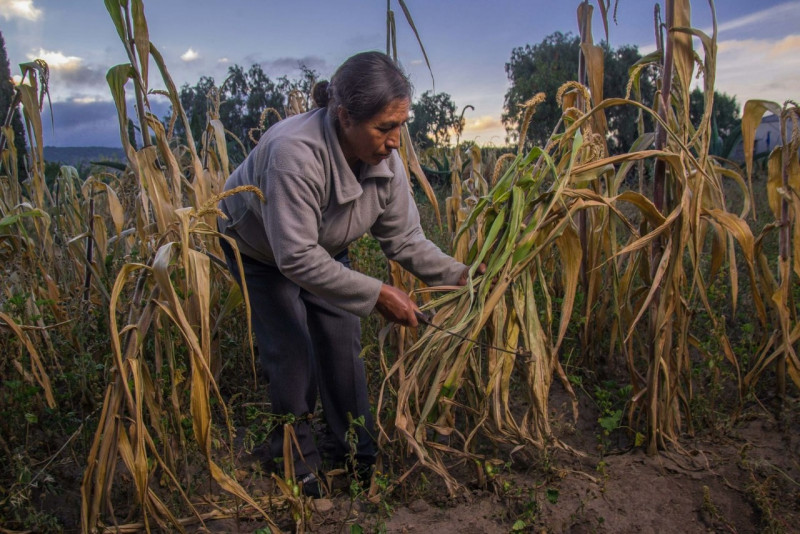 Programas prioritarios de Agricultura reconocen y estimulan la participación de las mujeres en el sector primario