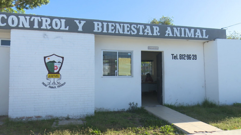 Continúan las campañas de esterilización de mascotas en Los Mochis