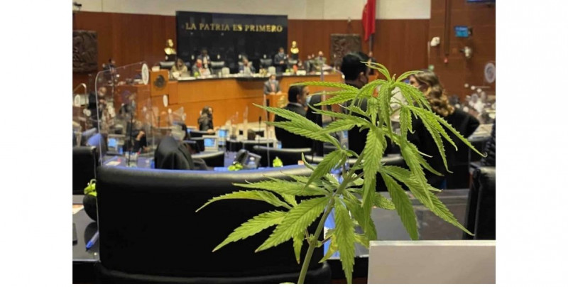 Este miércoles se debatirá y votará en la Cámara de Diputados la ley para legalizar la marihuana