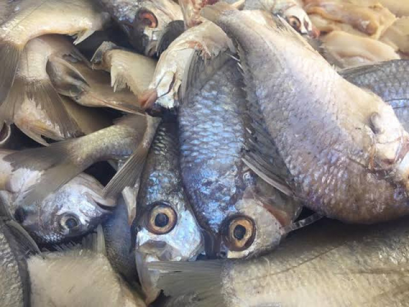 Alertan sobre consumo de mariscos en mal estado