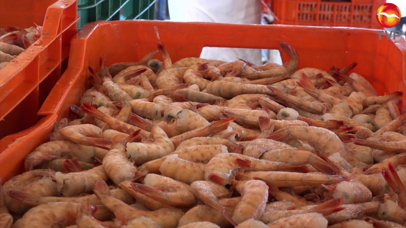 Amenaza EU con paralizar exportación de camarón mexicano