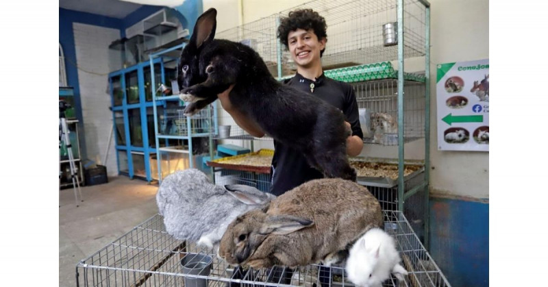 Estudiante poblano de 21 años cría a los conejos más grandes del mundo