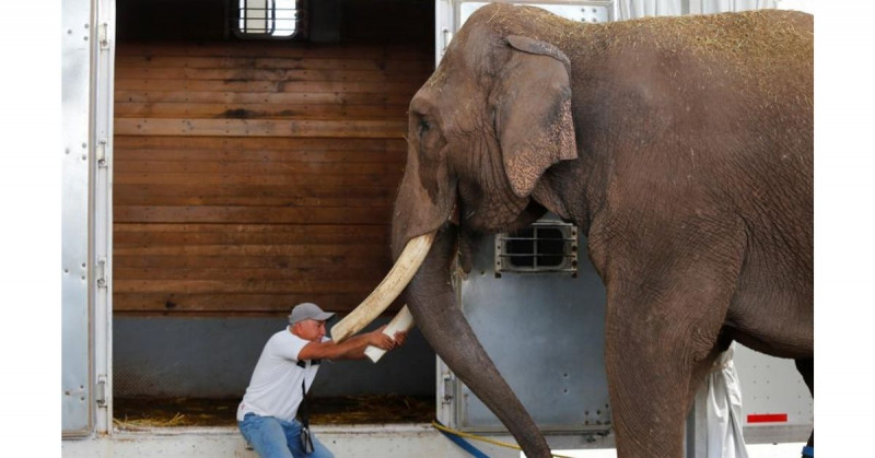 Trasladan al zoológico de Culiacán a este elefante de 40 años que fue abandonado por un circo