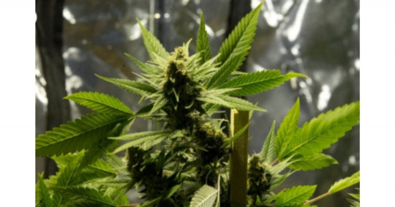 Senado evalúa pedir aplazar para septiembre la discusión sobre legalización de la marihuana