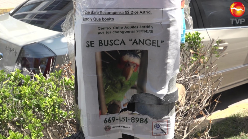 Buscan a 'Ángel' en Mazatlán, un perico desaparecido