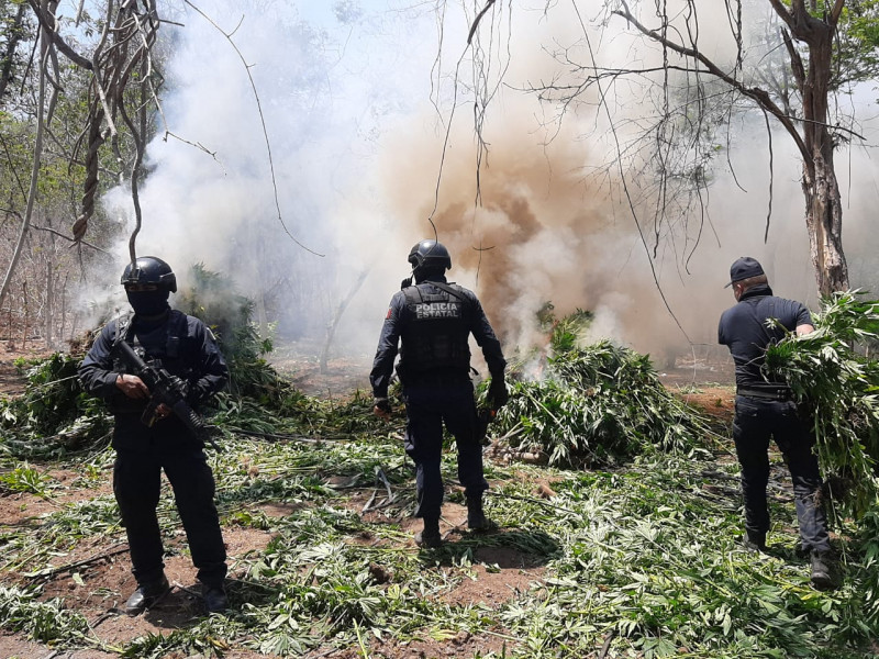 Localizan sembradío con mariguana en Mazatlán